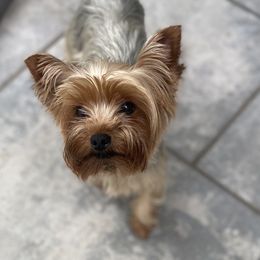 Stella - Yorkshire Terrier