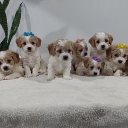 Cavachon Puppies from My Furry Friends