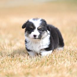 Ozzy - Black and tan male Pembroke Welsh Corgi puppy in Mona, Utah from Sorensen Corgis
