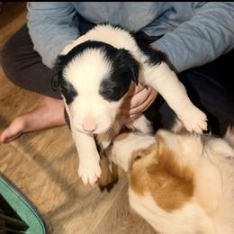 January (Jan) - Black and white female Border Collie puppy in Lebanon, Oregon from Cahill’s Canines