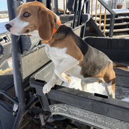 Bubba - Beagle