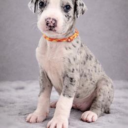 Puppy 1 - Mantle merle male Great Dane puppy in Ocala, Florida from Oak Haven Great Danes