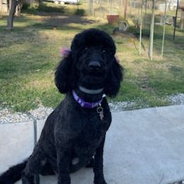 Goldendoodles from Valley View Doodles