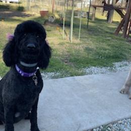 Goldendoodles from Valley View Doodles