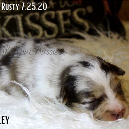 Miniature Australian Shepherd and Toy Australian Shepherd Puppies from TK Mini & Toy Aussies