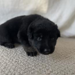 German Shepherd Puppies from Copper Hill German Shepherds