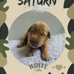 White Collar - Saturn - Yellow female Labrador Retriever puppy in Sumerduck, Virginia from Cedar Mountain Retrievers