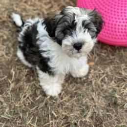 Havanese Puppies from PNW Havanese