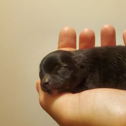 Pomeranian Puppies from Fancy Paws Pomeranian