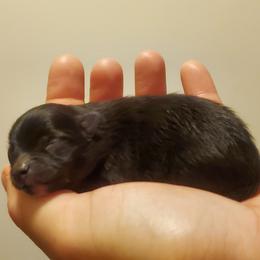 Pomeranian Puppies from Fancy Paws Pomeranian