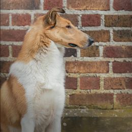 Azawakhs, Collies, and Standard Schnauzers from Kokomo Kennels