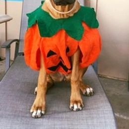 Rhodesian Ridgeback Puppies from Lyonnese Rhodesian Ridgebacks