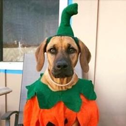 Rhodesian Ridgeback Puppies from Lyonnese Rhodesian Ridgebacks