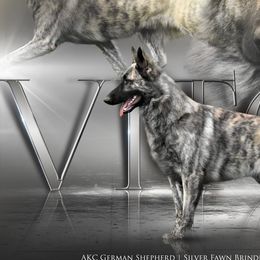 German Shepherds from Volhouden German Shepherds