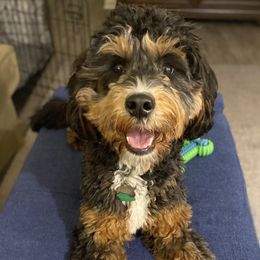 Lola - Bernedoodle