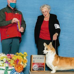 Rocky - Pembroke Welsh Corgi