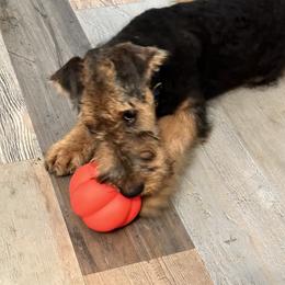 Girl 2 - female Airedale Terrier puppy in Lodi, California from Zinful Airedales