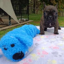 Bichon Frise and French Bulldog Puppies from Michael & Nataliya's Pups
