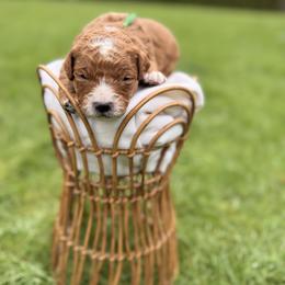 Bubbles - Red  male Goldendoodle puppy in Battleground, Washington from Doodles Delight PNW