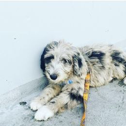 Aussiedoodle and Poodle Puppies from Socal Aussiedoodles