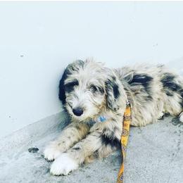 Aussiedoodle and Poodle Puppies from Socal Aussiedoodles