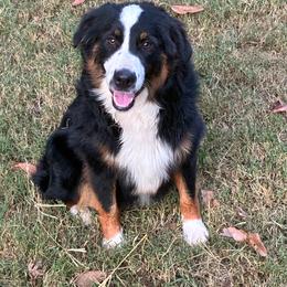 Rolo - Black tri male Miniature American Shepherd puppy in Harmony, North Carolina from Carolina Pride Miniature American Shepherds