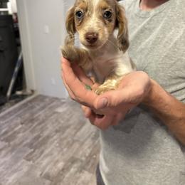 Girl 2 - Piebald female Dachshund puppy in Runge, Texas from Broken Diamond J Farms