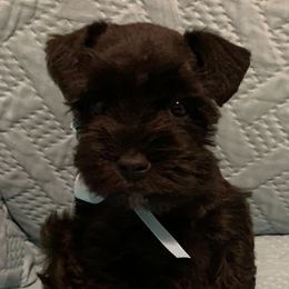 Miniature Schnauzers from Connies’ Cuties