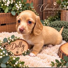 Dolly - Cream female Dachshund puppy in Central Point, Oregon from Chamberlains Doxie
