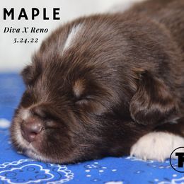 Australian Shepherd, Miniature Australian Shepherd, and Toy Australian Shepherd Puppies from TK Standard, Mini, & Toy Aussies