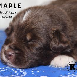 Australian Shepherd, Miniature Australian Shepherd, and Toy Australian Shepherd Puppies from TK Standard, Mini, & Toy Aussies