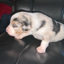 Topaz - Blue merle female Australian Shepherd puppy in Brownfield, Maine from Misty Feather Aussies