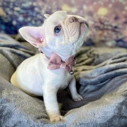 French Bulldog Puppies from Lilac City Frenchies