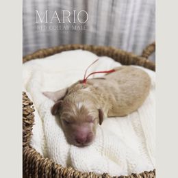 Goldendoodle Puppies from MAGNOLIA FARM DOODLES