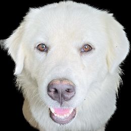 Great Pyrenees from Burton Mini Farm LLC