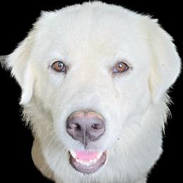 Great Pyrenees from Burton Mini Farm LLC
