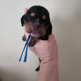 Blue Collar - Black tan and white male Basset Hound puppy in Alton, Illinois from Show Me Great Danes and Basset Hounds