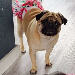Yzma - Pug