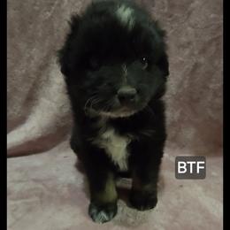 Èsme - Black tri female Miniature Australian Shepherd puppy in Bend, Oregon from Badlands Toy and Mini Aussies