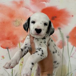 AKC White Ribbon Girl - White and black Dalmatian puppy in Hillsville, Virginia from Spot On Dalmatians
