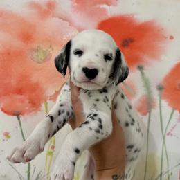 AKC White Ribbon Girl - White and black Dalmatian puppy in Hillsville, Virginia from Spot On Dalmatians