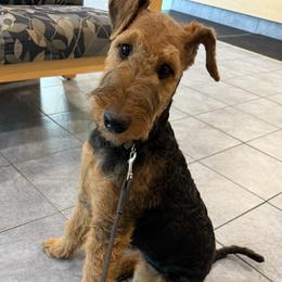 Airedale Terrier Puppies from Mystic’s Airedales