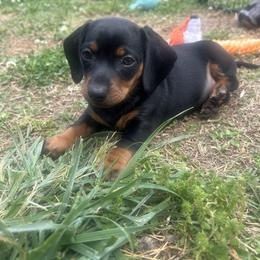 Dachshund Puppies from Dapper Doxies