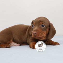 Short hair boy - Chocolate and tan male Dachshund puppy in Liberty, South Carolina from Golden Creek Miniature Farm