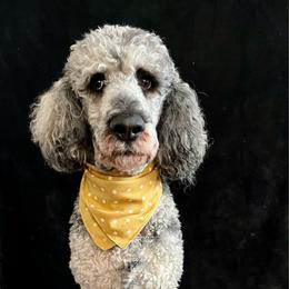 Reaper - Poodle