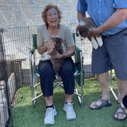 Australian Shepherd Puppies from Canyon Ridge Australian Shepherds