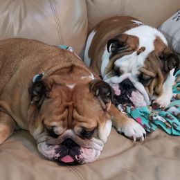 Bulldogs from Carman's Babies