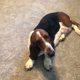 Maggie - Basset Hound