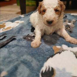 Sebastian - Parti male Goldendoodle puppy in Pleasant Hill, Iowa from Courtney Nicole's Mal Shihs & Goldendoodles