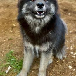 Siberian Husky puppies from Douglas Mountain Farm and Kennel